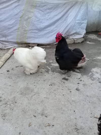 bantam black pair and white one male