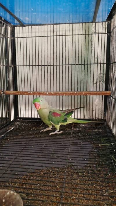 raw parrot