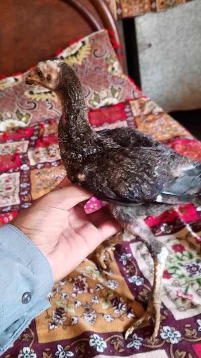 Aseel chicks for sale