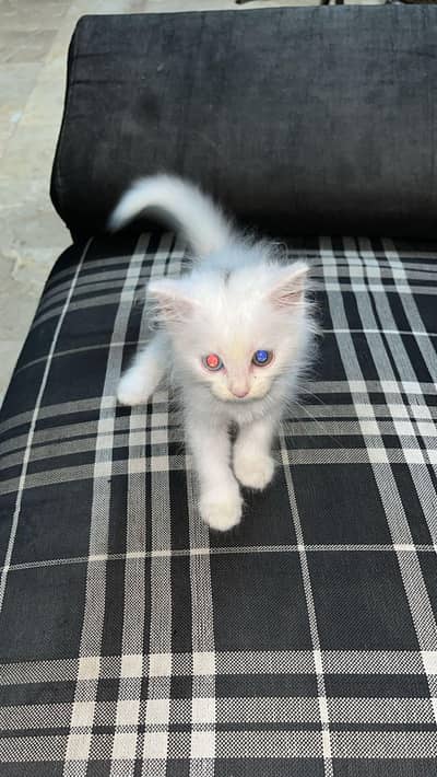 Persian cats