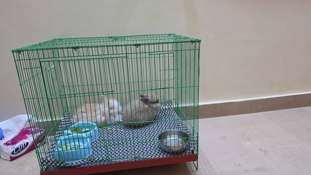 pair holand loop rabbits 0