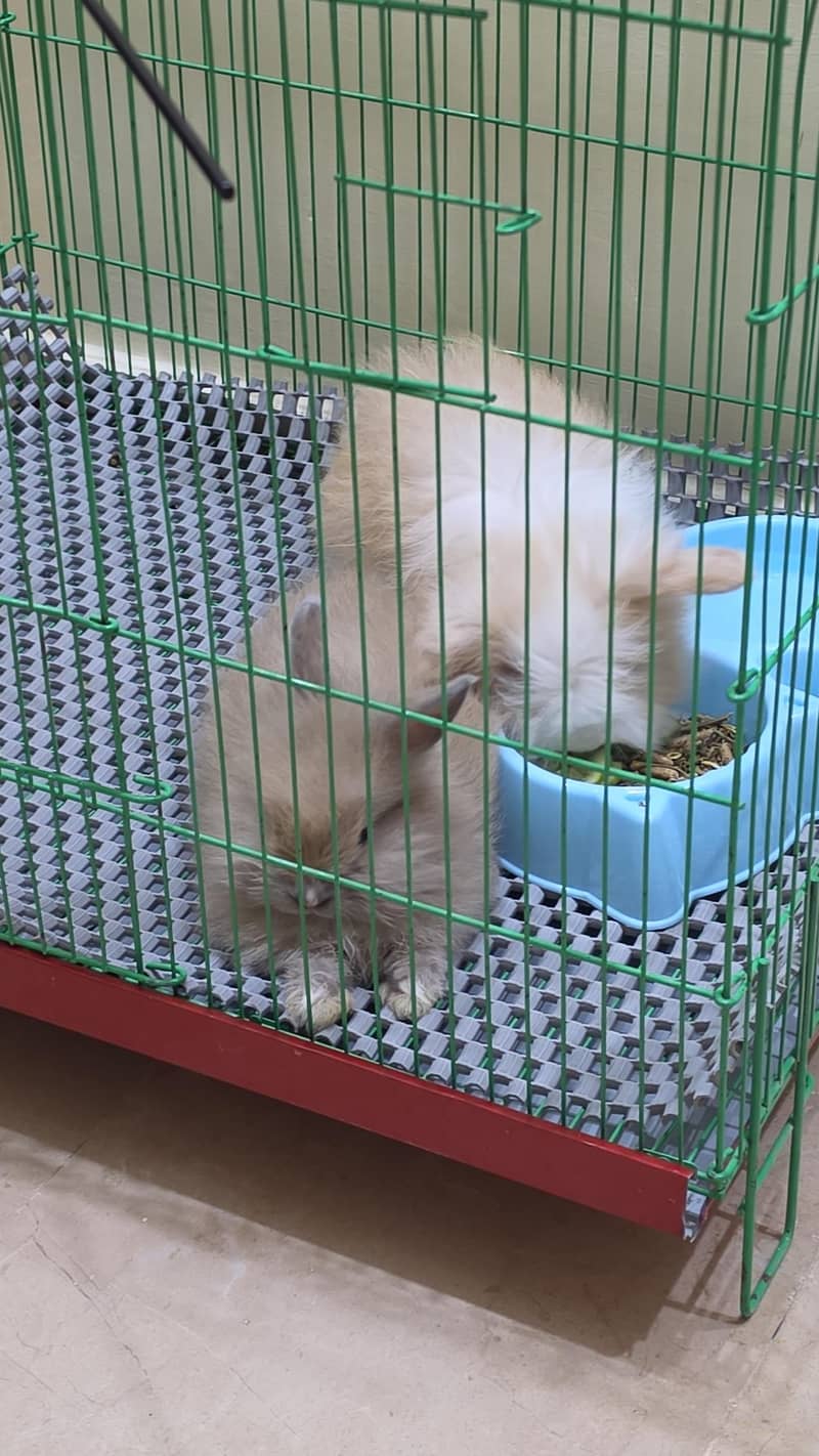pair holand loop rabbits 1