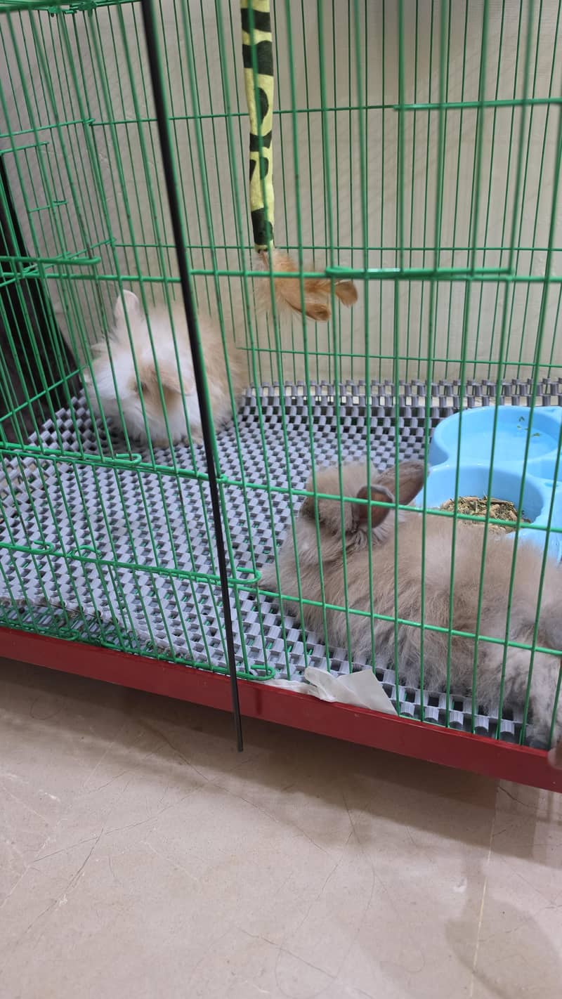 pair holand loop rabbits 2