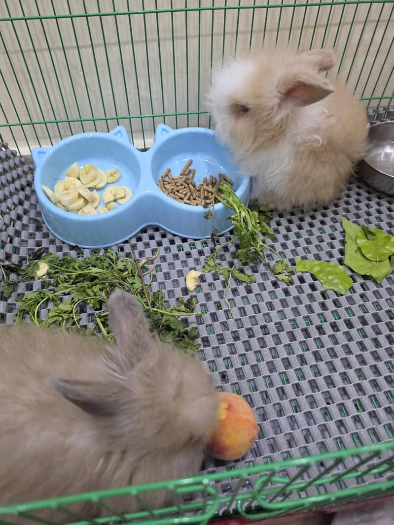 pair holand loop rabbits 3