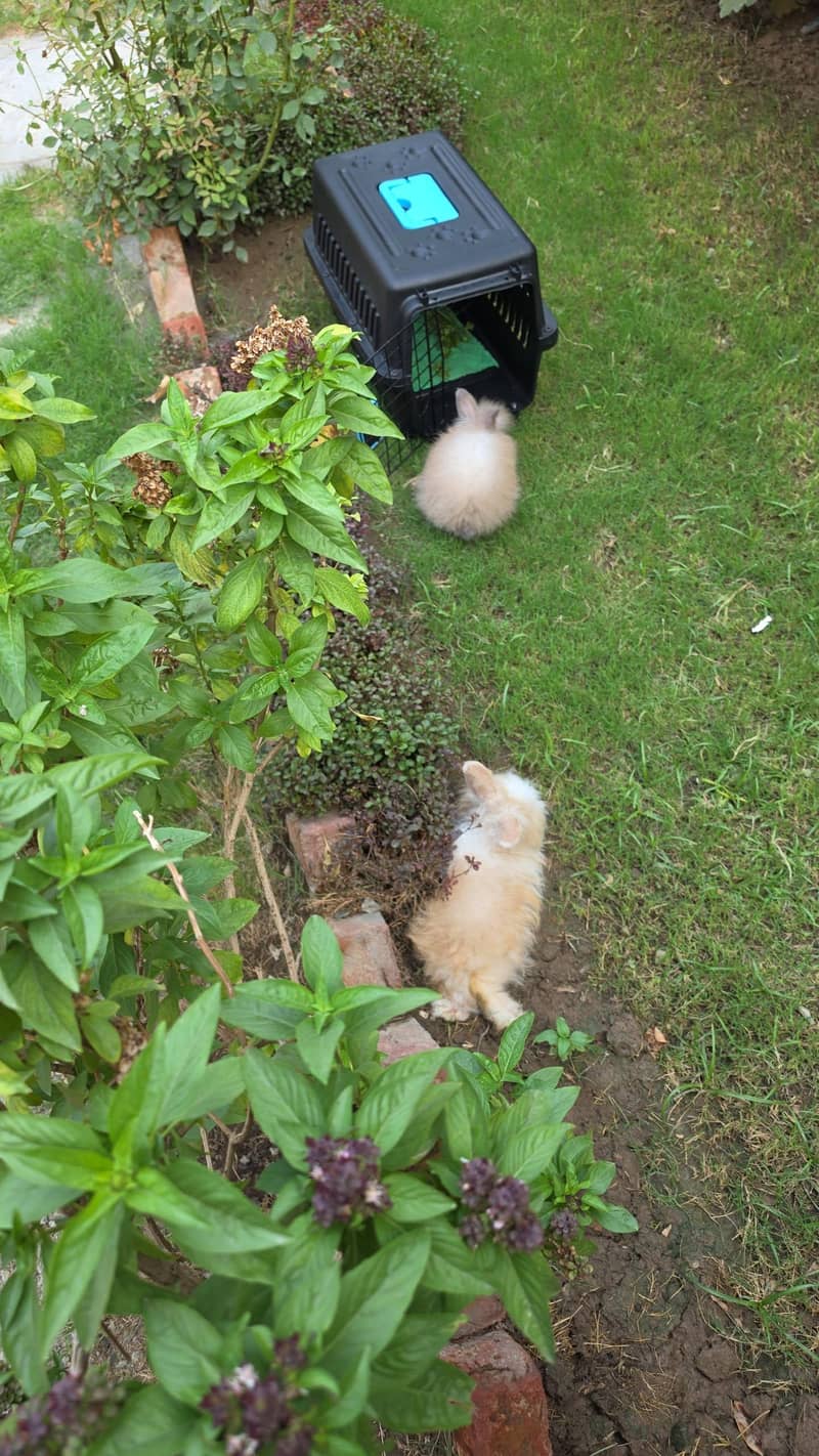 pair holand loop rabbits 4