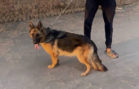 shephard Female available for sale