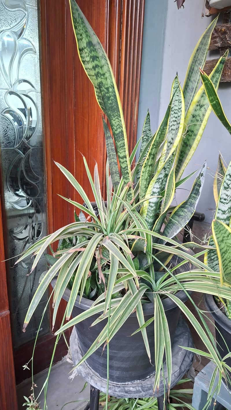 plants pots 0