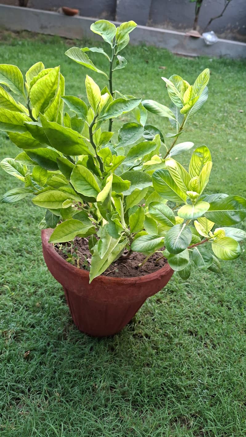 plants pots 1