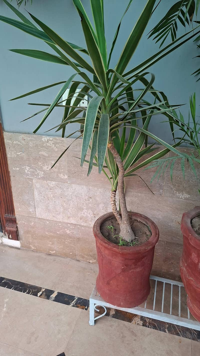plants pots 2