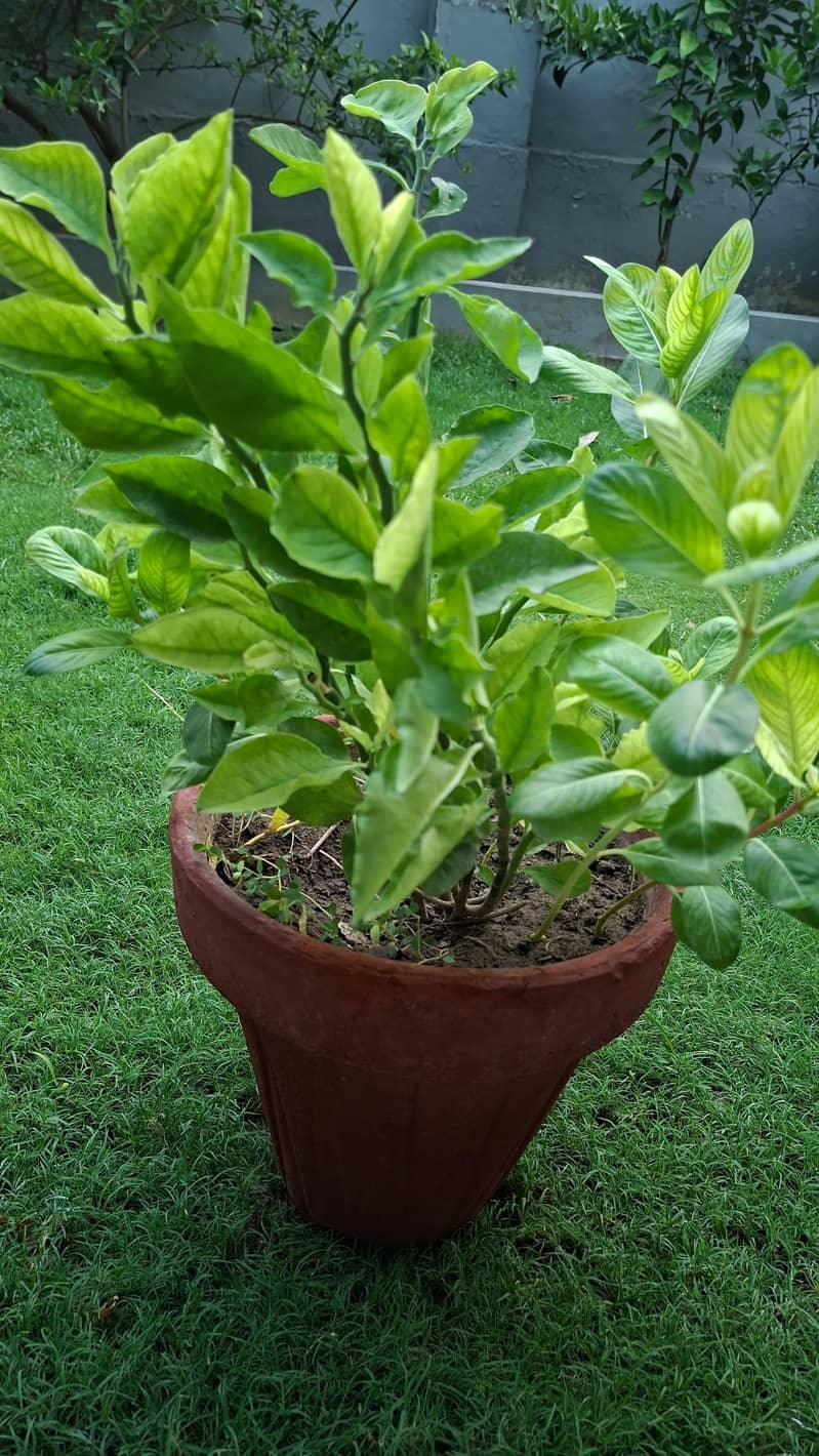 plants pots 3