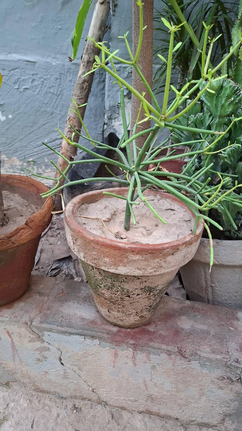 plants pots 4