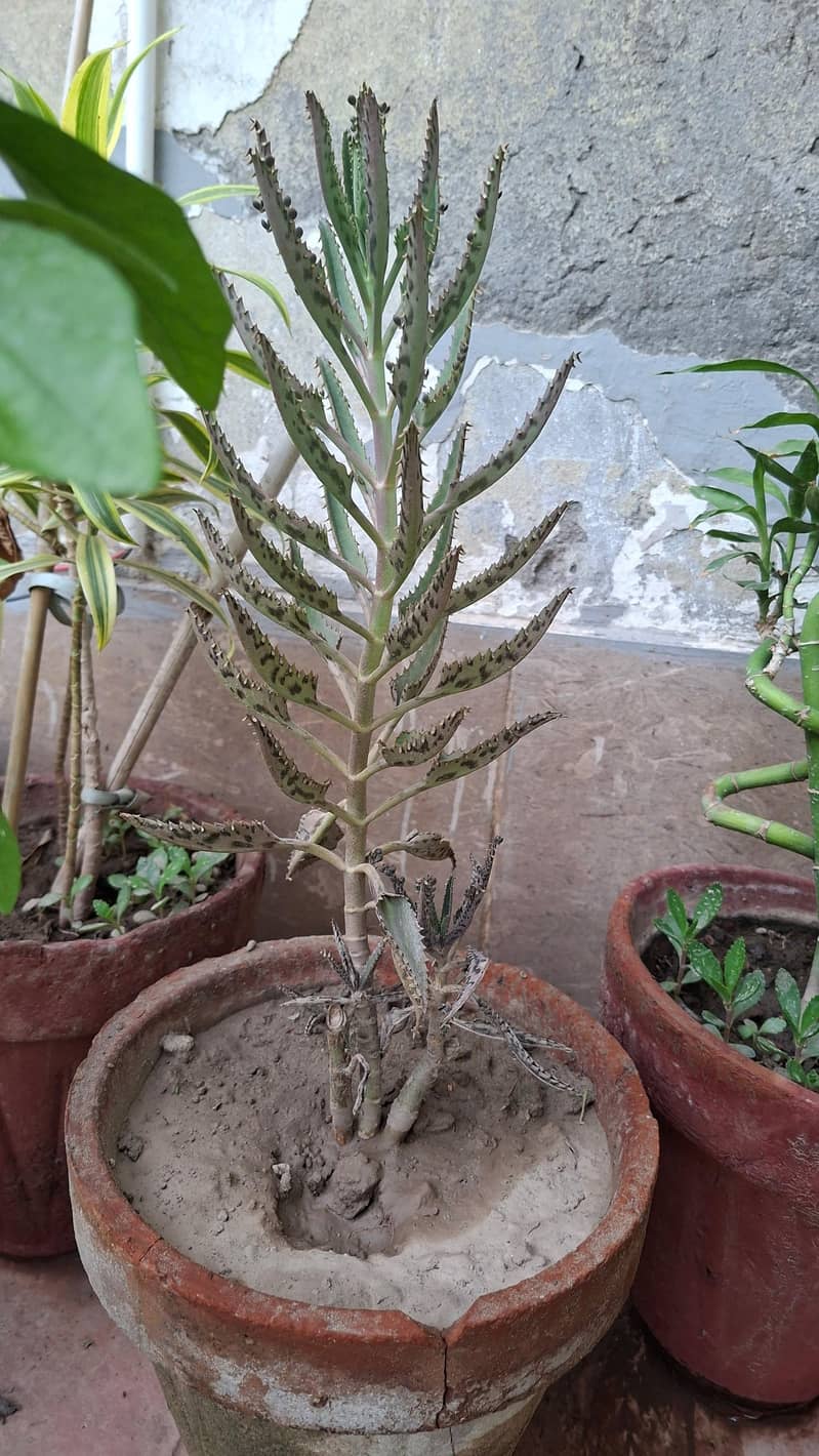 plants pots 5