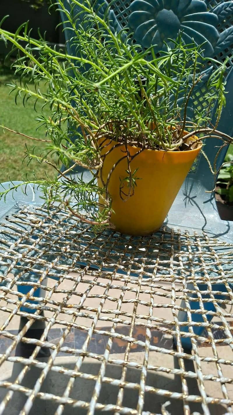 plants pots 6