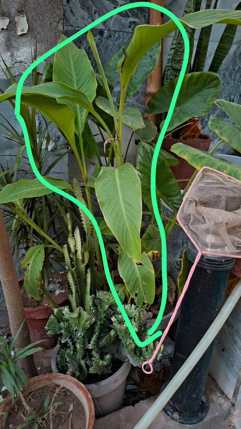 plants pots 7