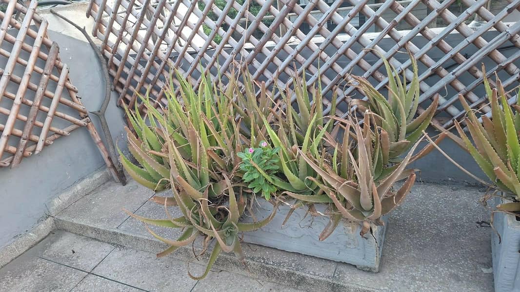 plants pots 8