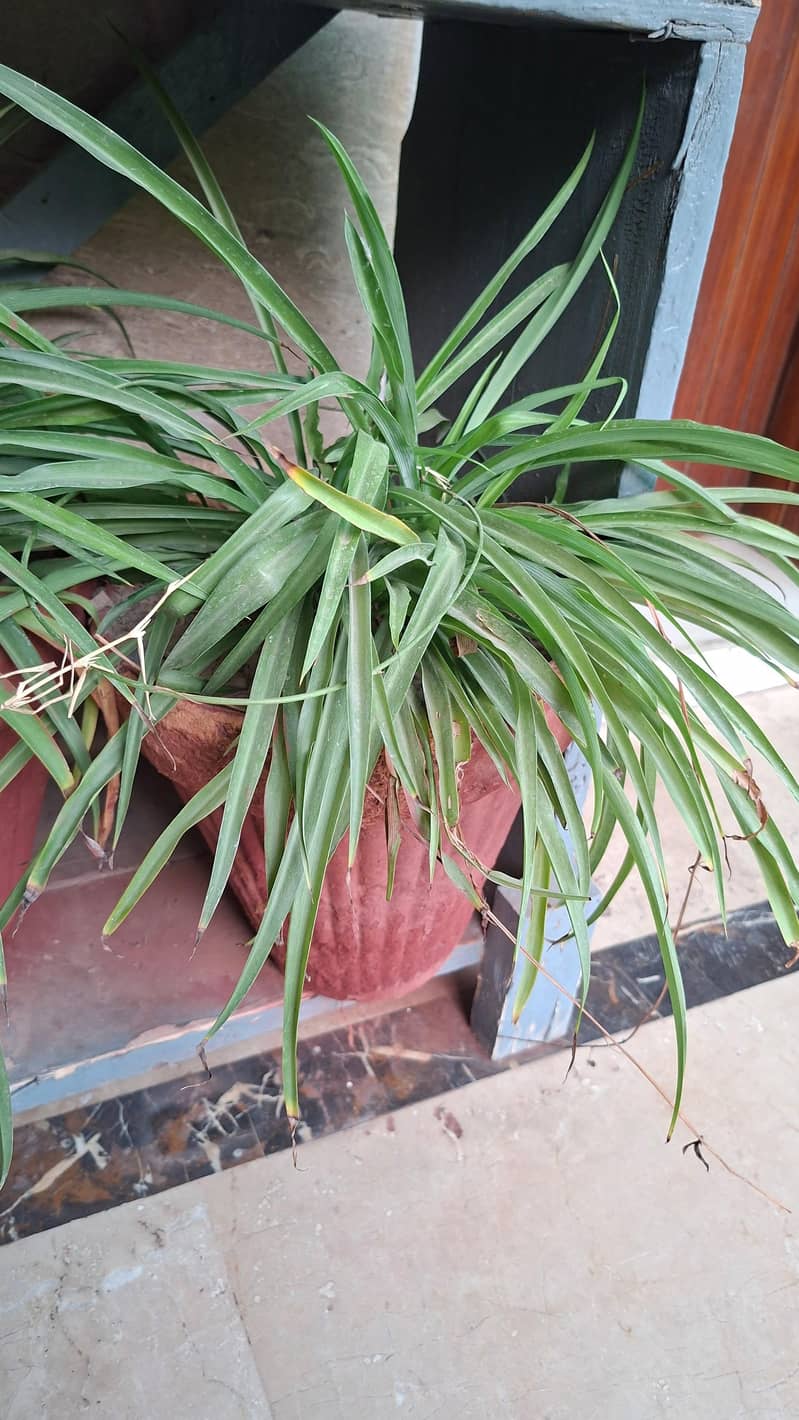 plants pots 9