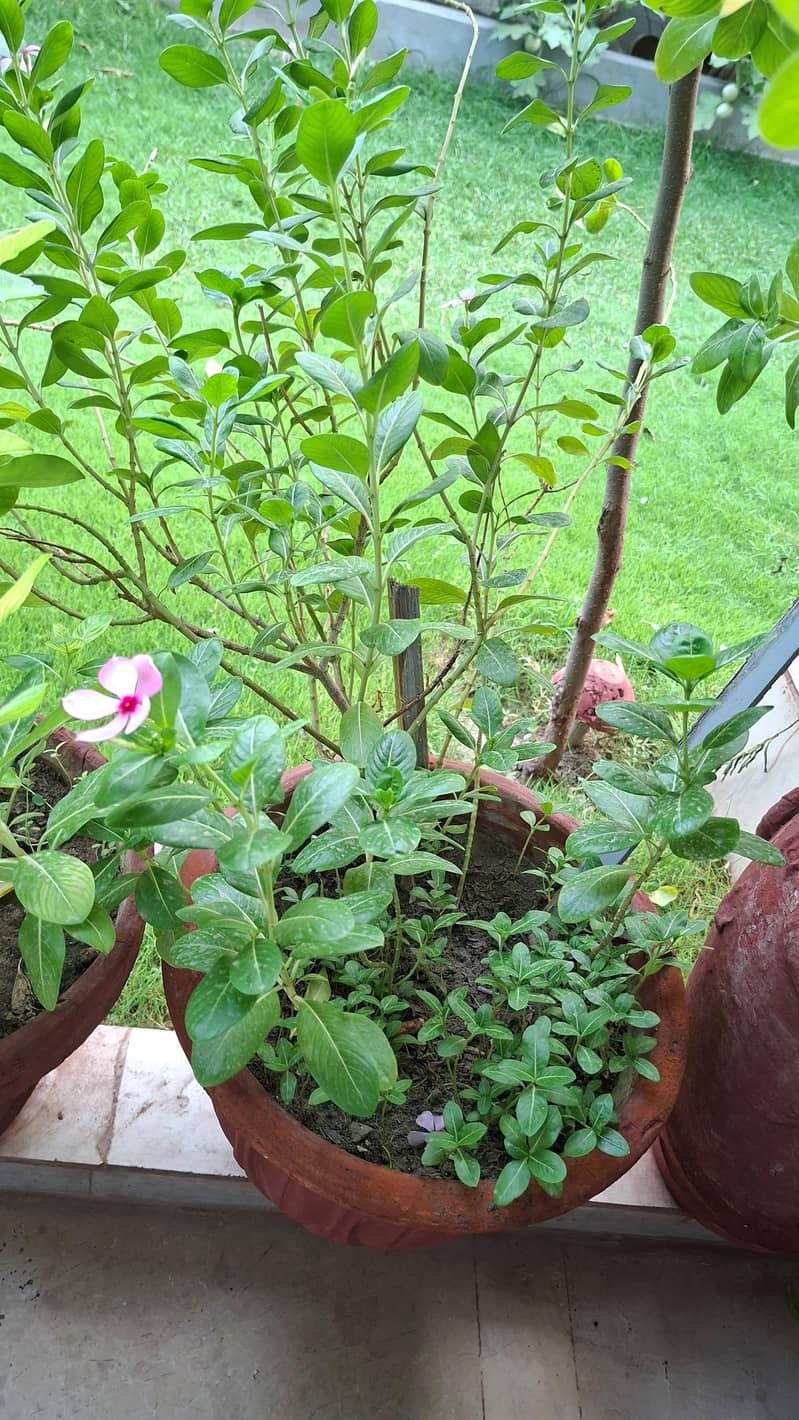plants pots 10