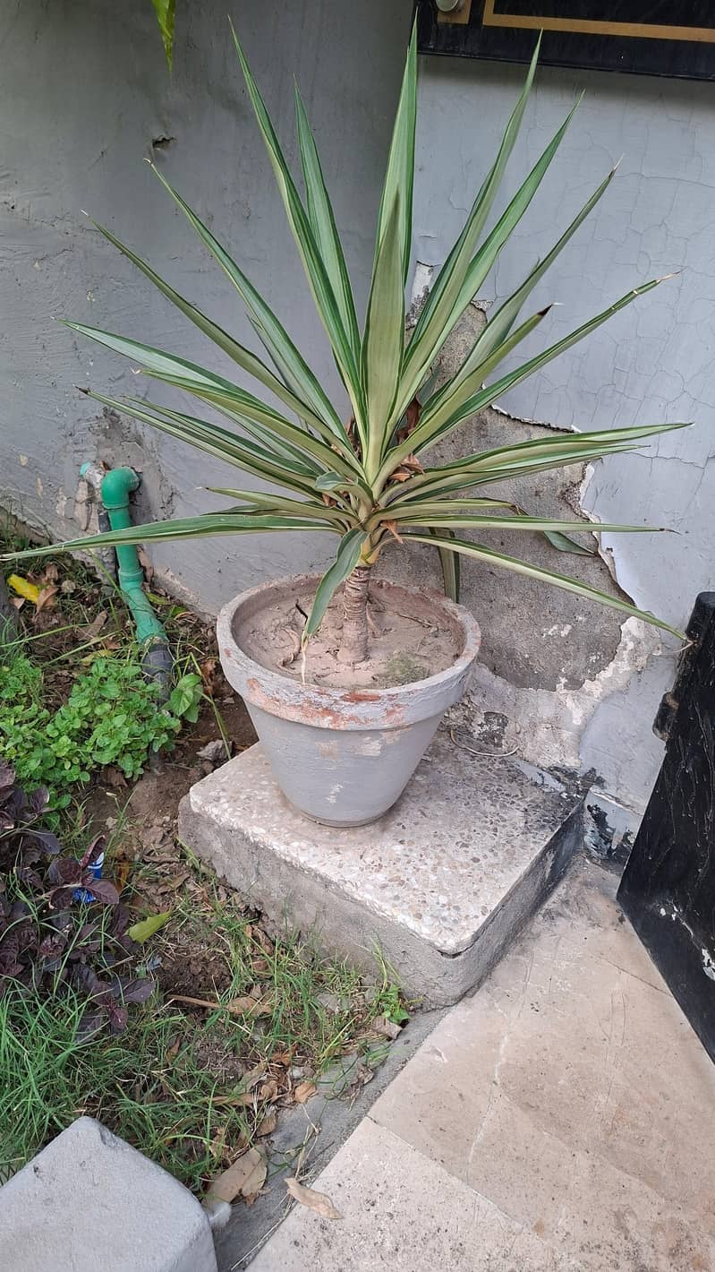 plants pots 11