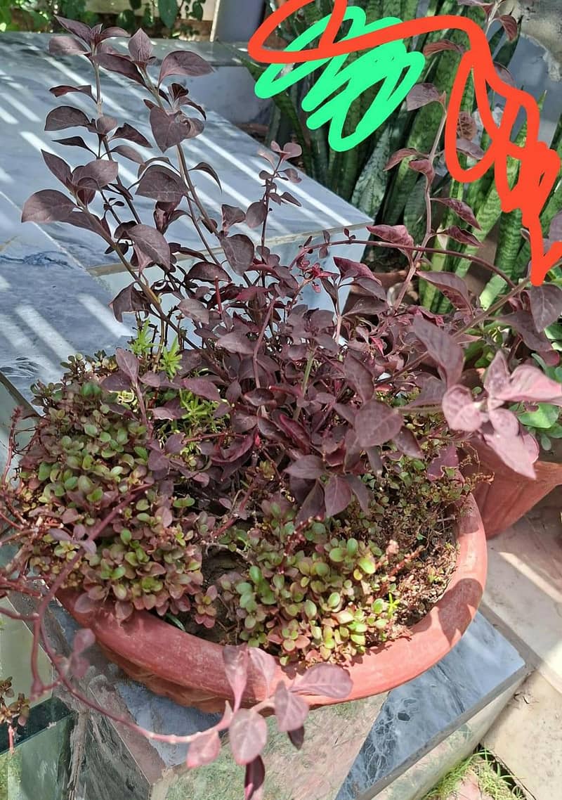 plants pots 12
