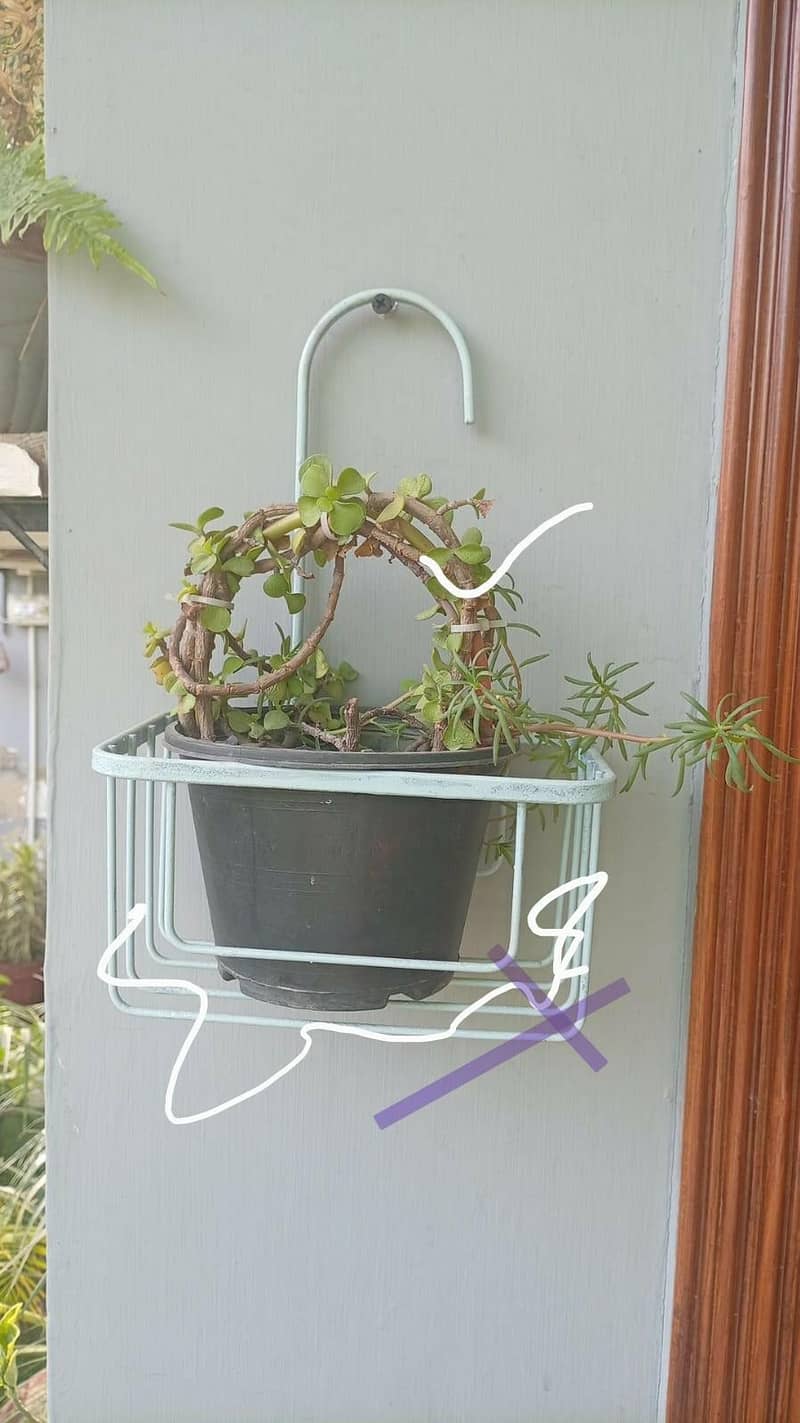 plants pots 13