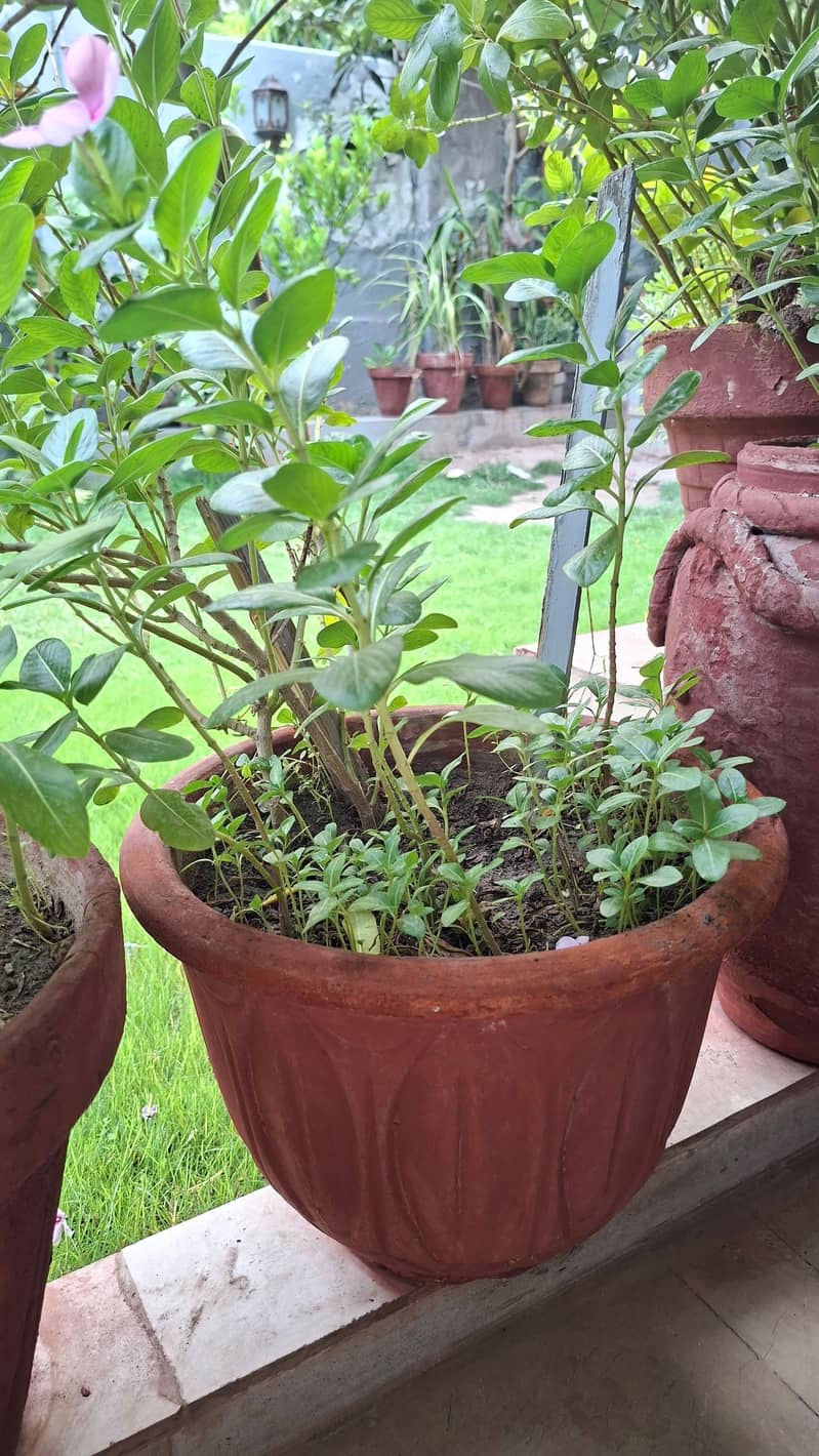 plants pots 14