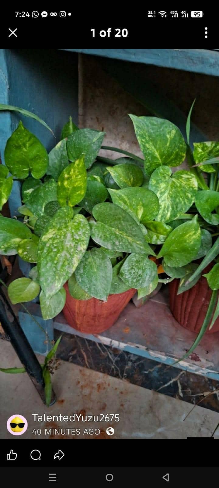 plants pots 15