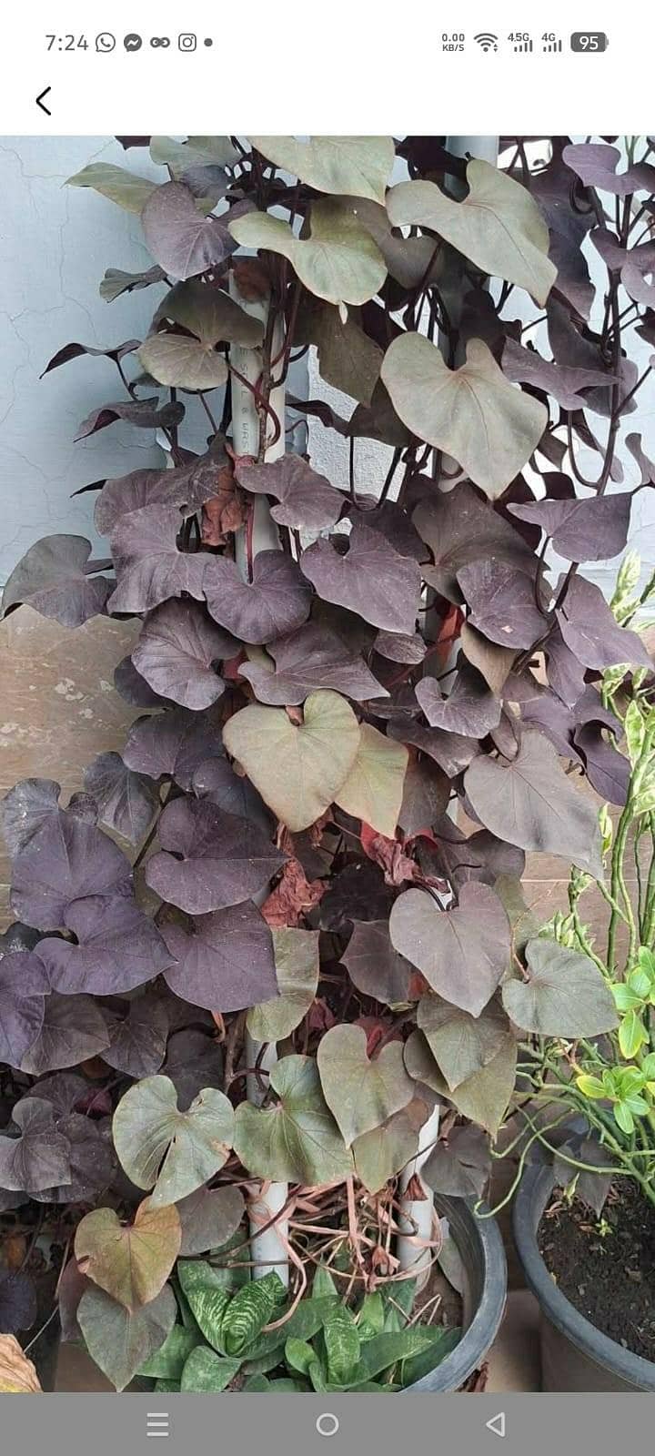 plants pots 16