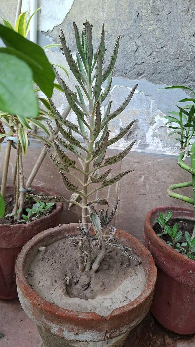 plants pots 17