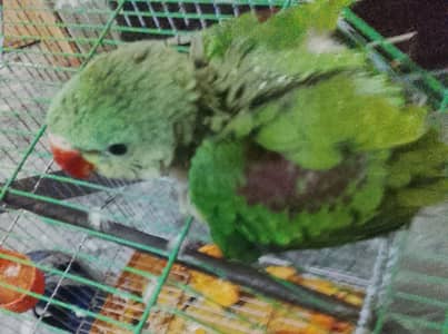 raw parrot chick