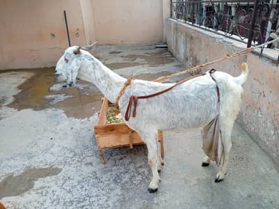 Desi Bakri Doodh Wali