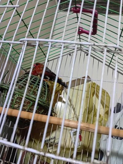 strwberry finch males avalibal