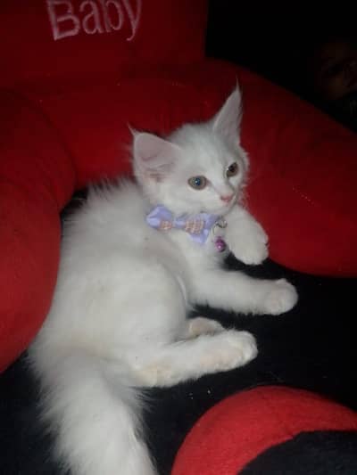 Cat for Sale