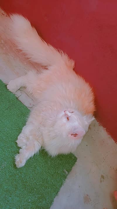 BREEDER FEMALE FOR SALE