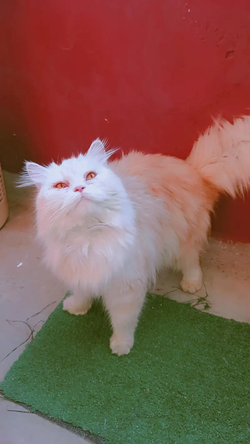 BREEDER FEMALE FOR SALE — photo 2