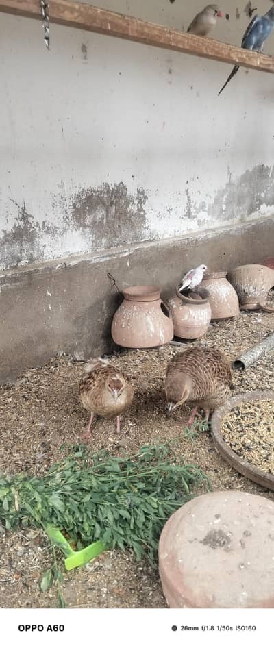 dakhni jumbo size mail female irani