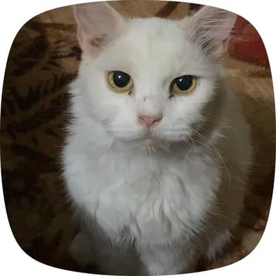 Beautiful persian cat for sale