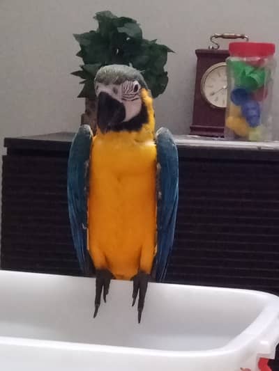 Blue & Gold Macaw Parrot
