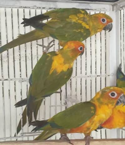 Sunconure Pathy