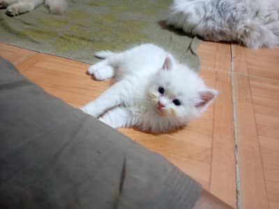 White persian Female kitten for sale