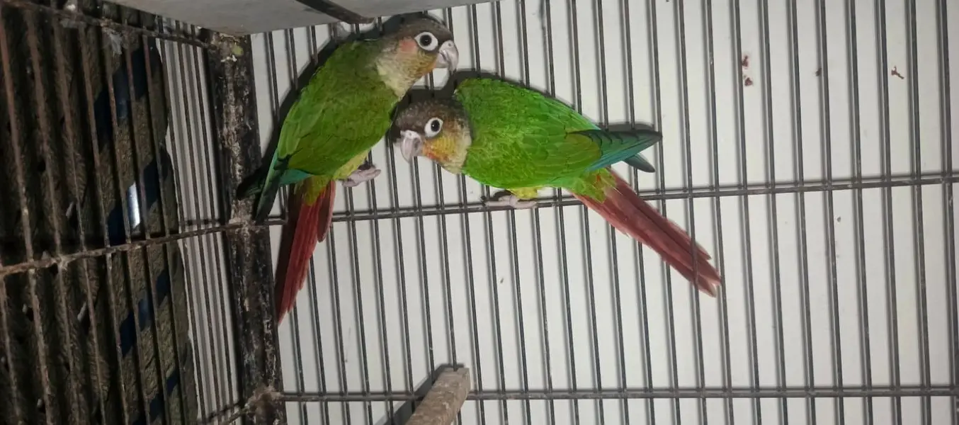 green cheek conure, cocktail, hogoromo — photo 2