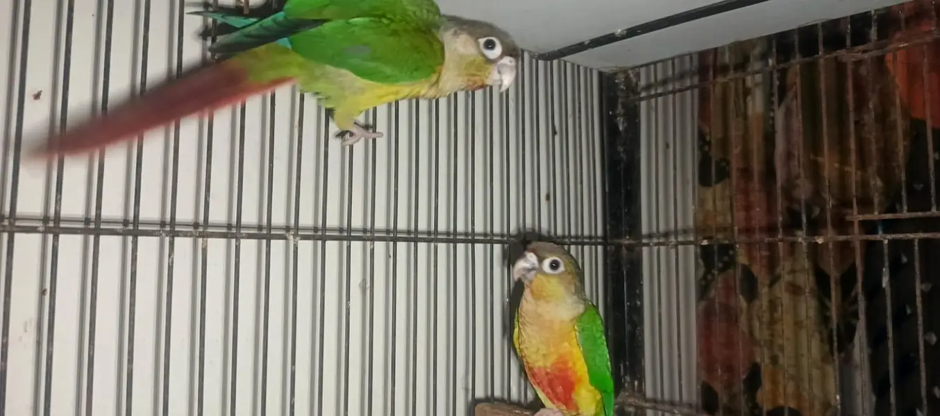 green cheek conure, cocktail, hogoromo — photo 5