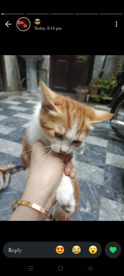 Kittens