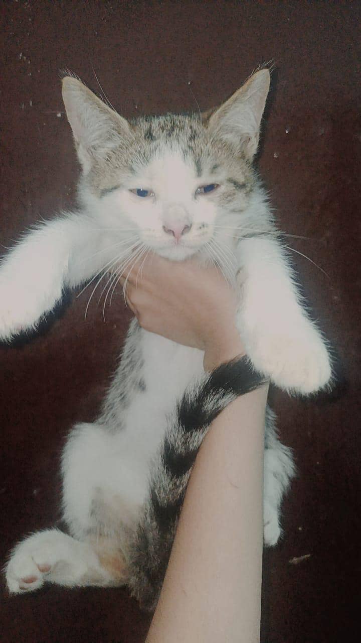 Kittens 1