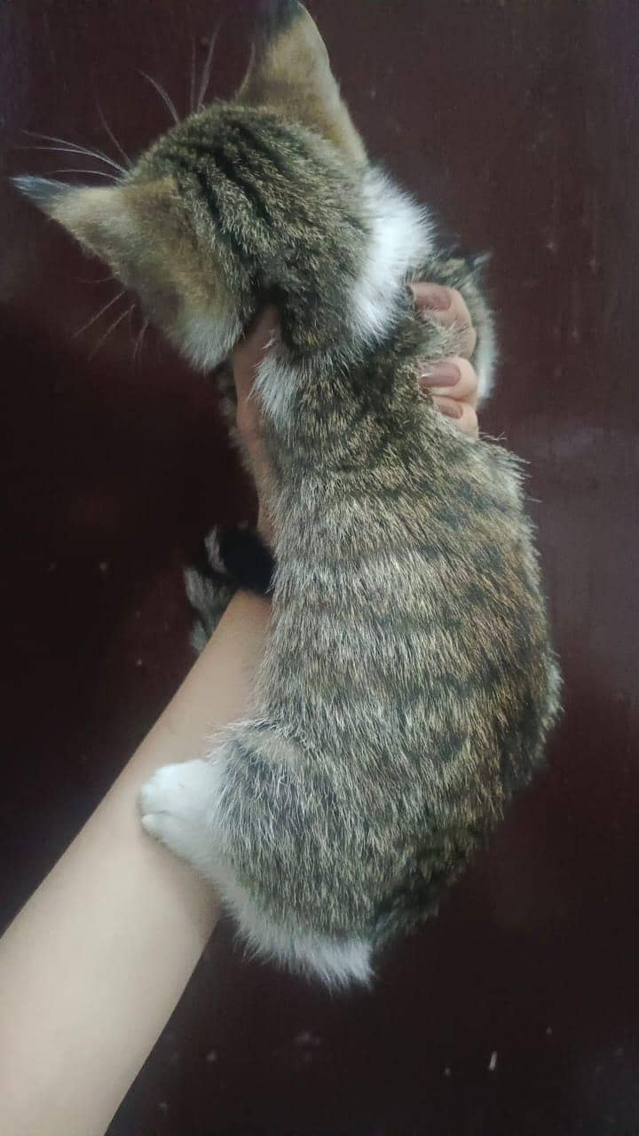 Kittens 2