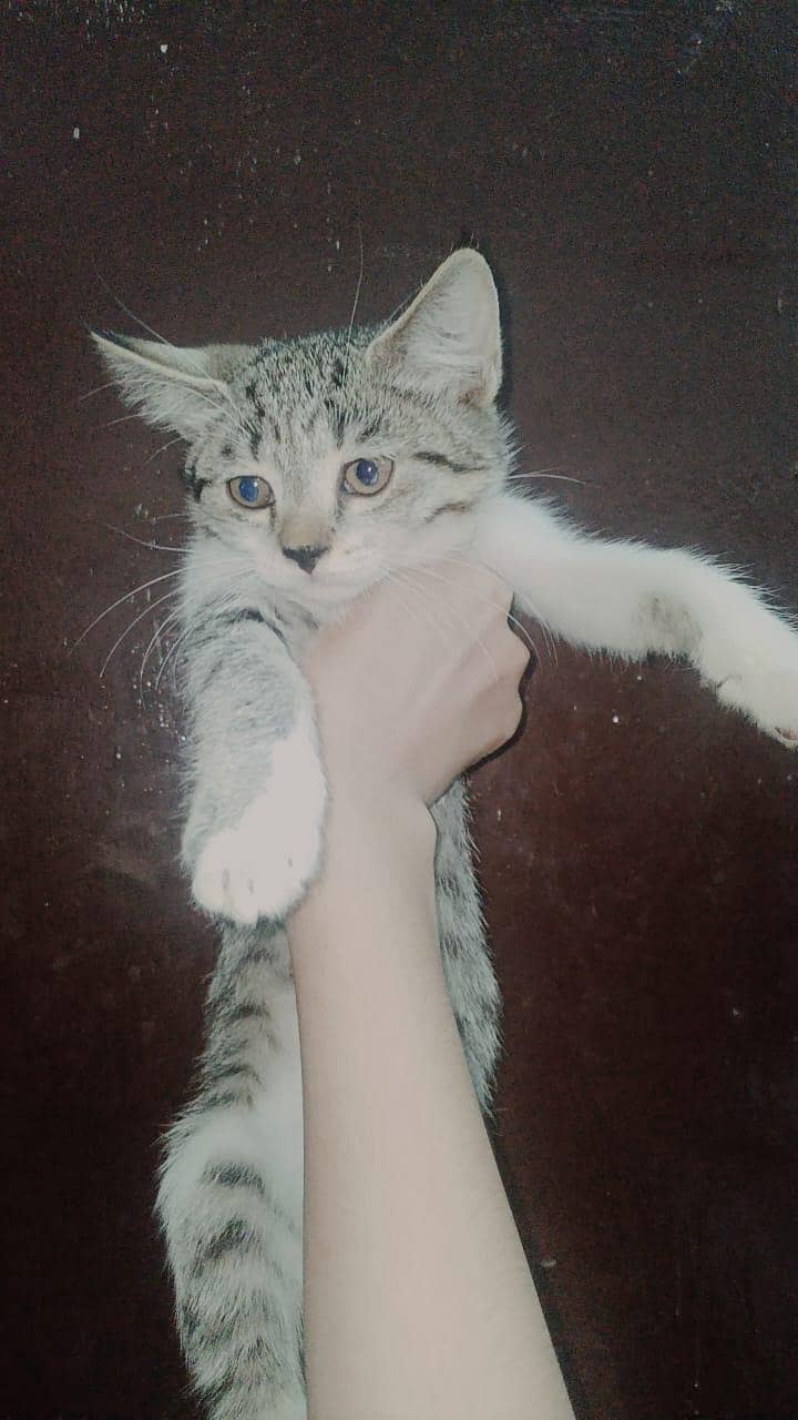 Kittens 3