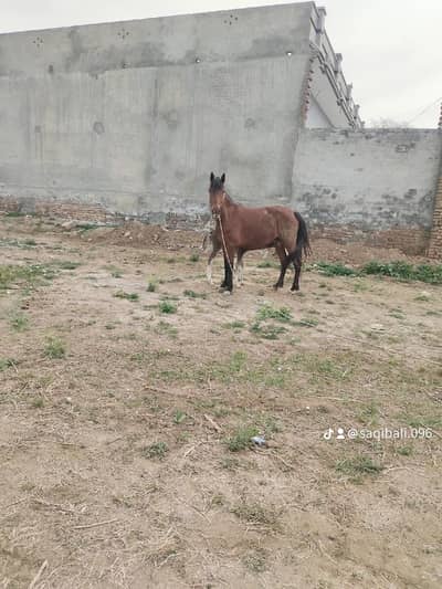 female horse for sale.