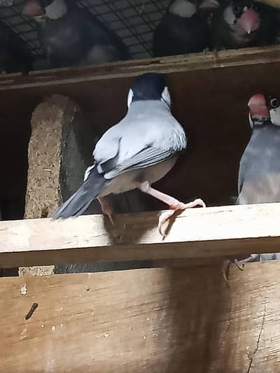 java Birds pairs