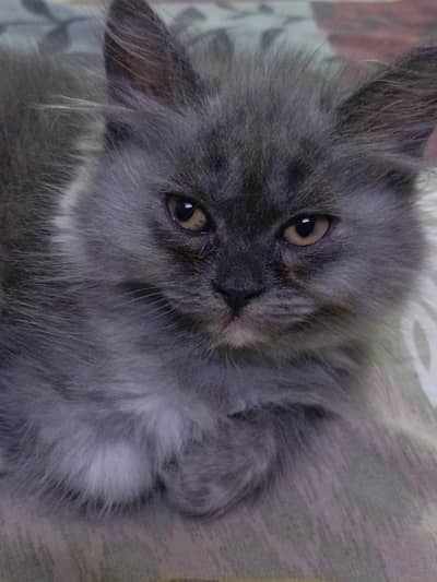 Persian kitten