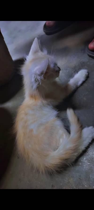 persion cat baby free dna hai agr koi care kry to dubble cotted hai