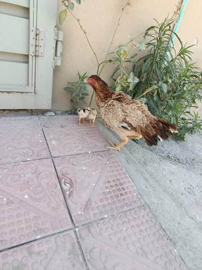 aseel mianwali home breed